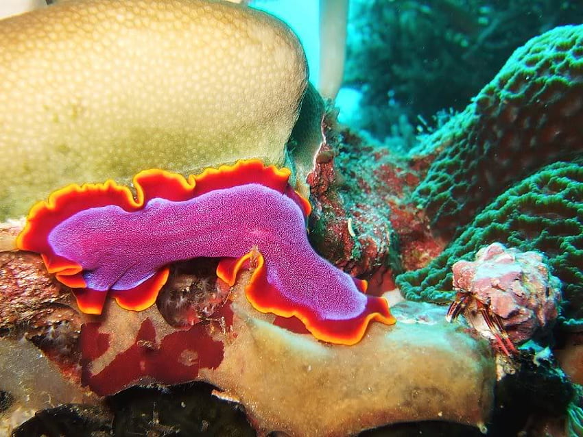 Flatworm, sealife, pink, ocean HD wallpaper