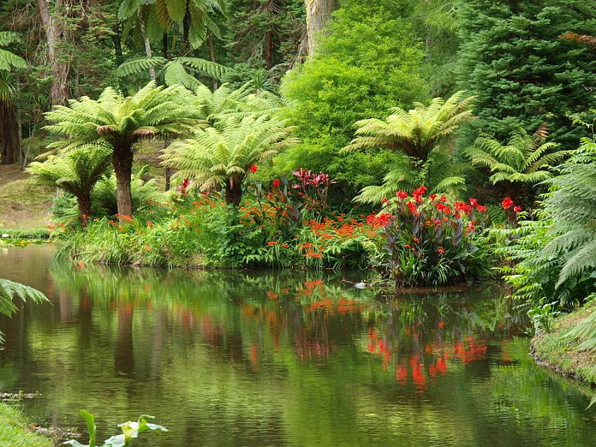 Jardin exotique, palmiers, parc exotique, jardin, fleurs rouges, beaux, grands arbres, réflexion, verts, eau Fond d'écran HD