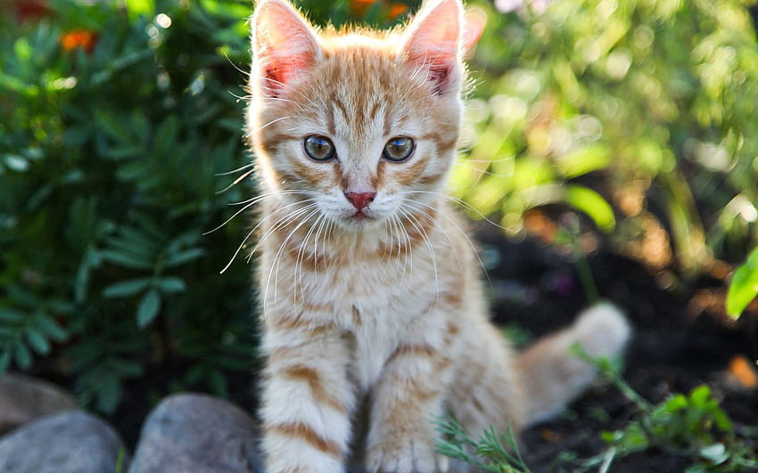 สัตว์ คิตตี้ ลูกแมว ดี ที่รัก ตัวเล็ก วอลล์เปเปอร์ HD