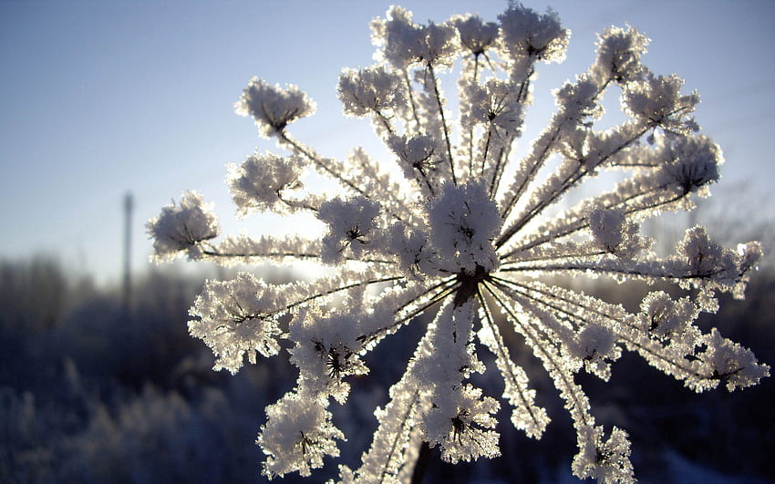 겨울, 자연, 눈, 프 로스트, 흰 서리, 딜 HD 월페이퍼