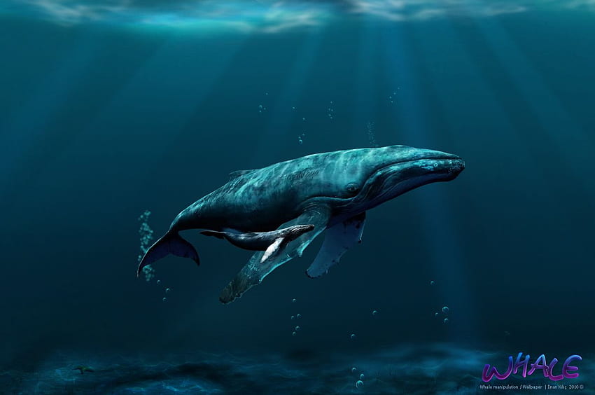 Baleines bleues - fond de baleines, baleine kawaii Fond d'écran HD