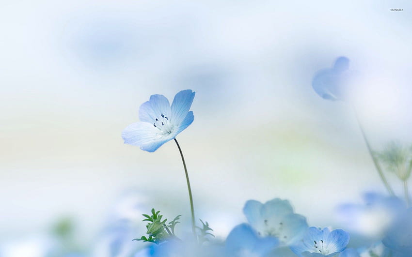 Фон със синьо цвете за [] за вашия , мобилен телефон и таблет. Разгледайте фона на сините цветя. Сини цветя, синьо с бели цветя, светлосиньо цвете HD тапет