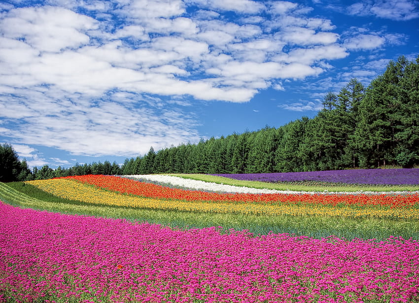 Alam, Bunga, Lapangan, Jepang, Hokkaido Wallpaper HD