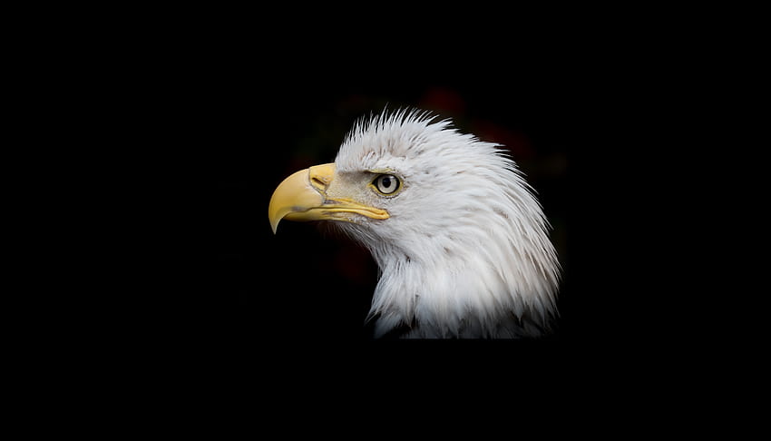 Bald Eagle, bird, portrait, muzzle HD wallpaper