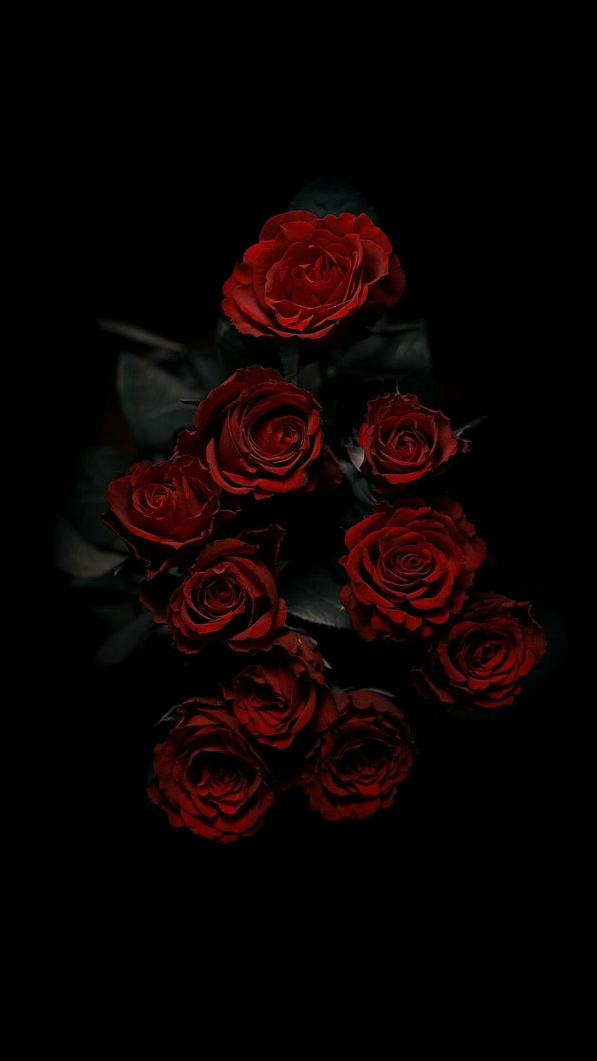 Dark rose aesthetic HD wallpapers  Pxfuel