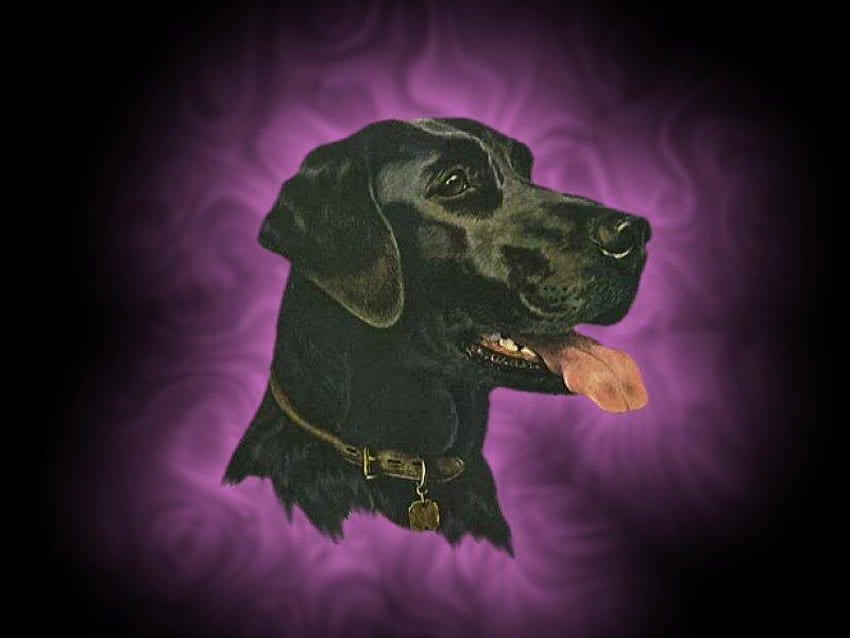 Der schwarze Labrador, Labradore, Fantasie, Tiere, Hunde, Natur HD-Hintergrundbild