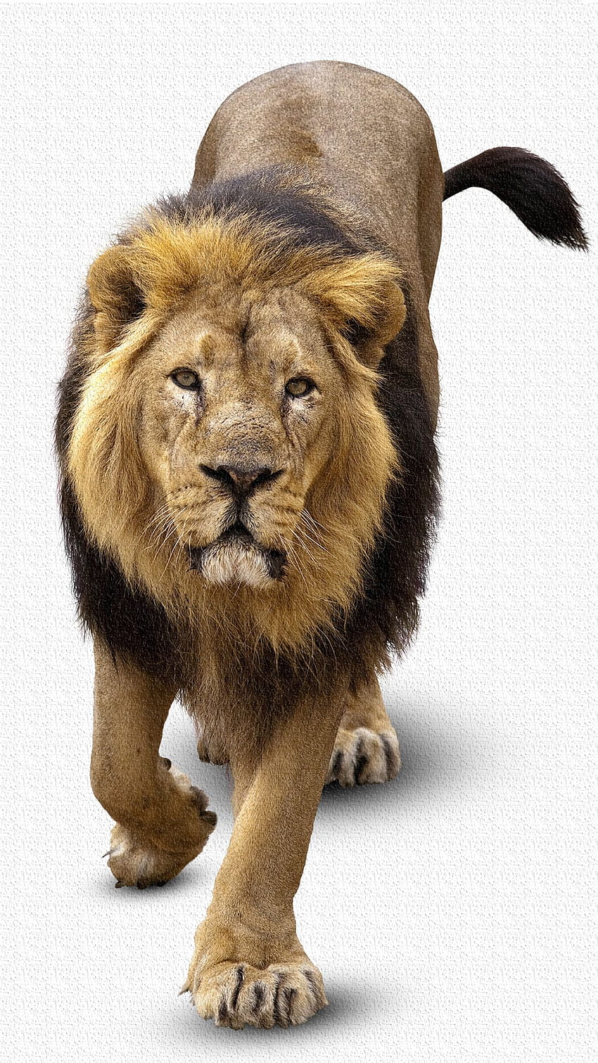 Lion IPhone 6S Plus High Quality And Transparent PNG Clipart, Cute Lion HD phone wallpaper