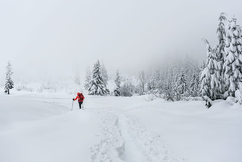 Gioie dell'inverno, paesaggio, abeti, neve, passeggiata Sfondo HD