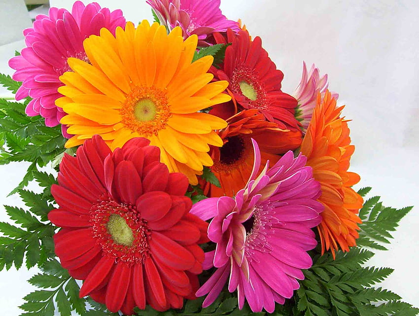 Bukiet kwiatów, gerbery, pomarańczowy, różowy, czerwony Tapeta HD