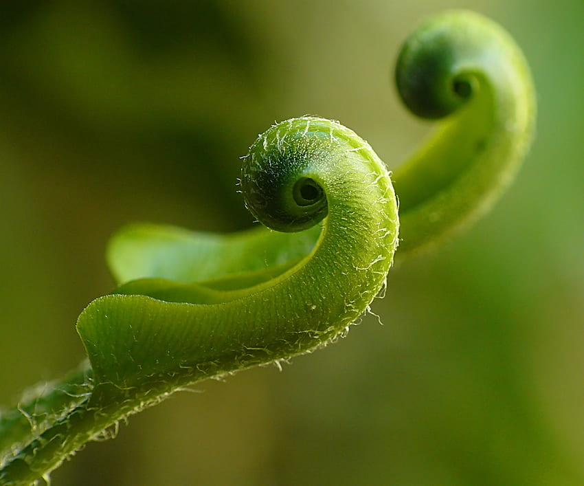 Pflanze, Makro, Farn HD-Hintergrundbild
