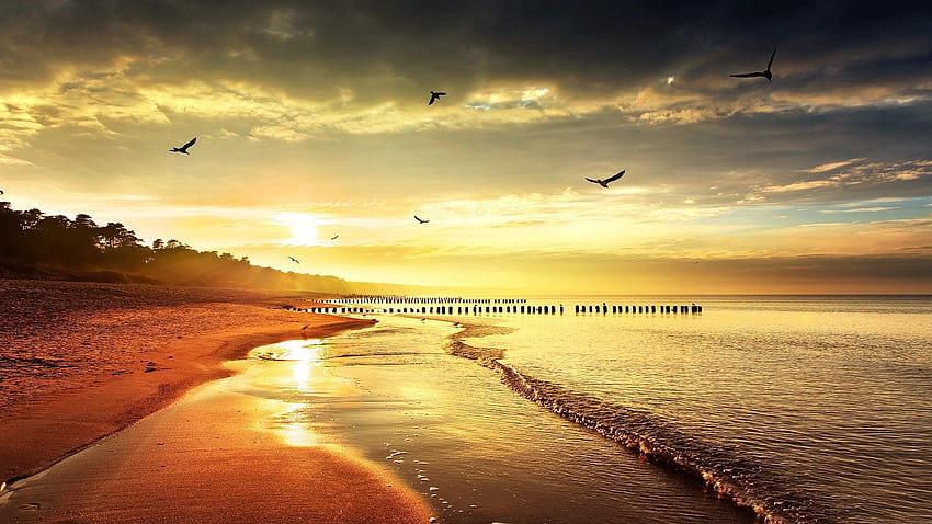 Alam, Burung, Laut, Pantai, Tepian, Kilau, Cahaya Wallpaper HD