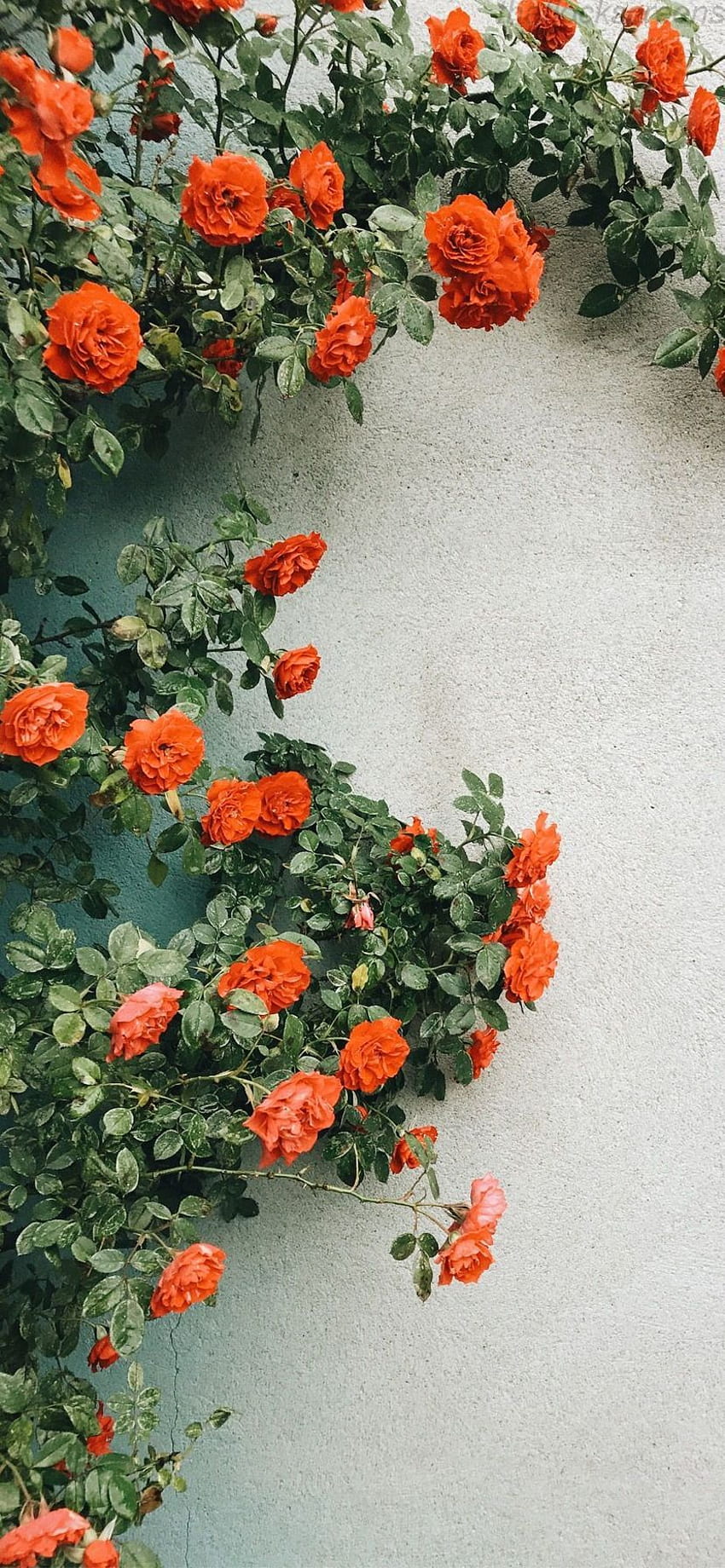 Tumblr. Flower , Orange flowers, Flower aesthetic, Orange Floral HD phone wallpaper