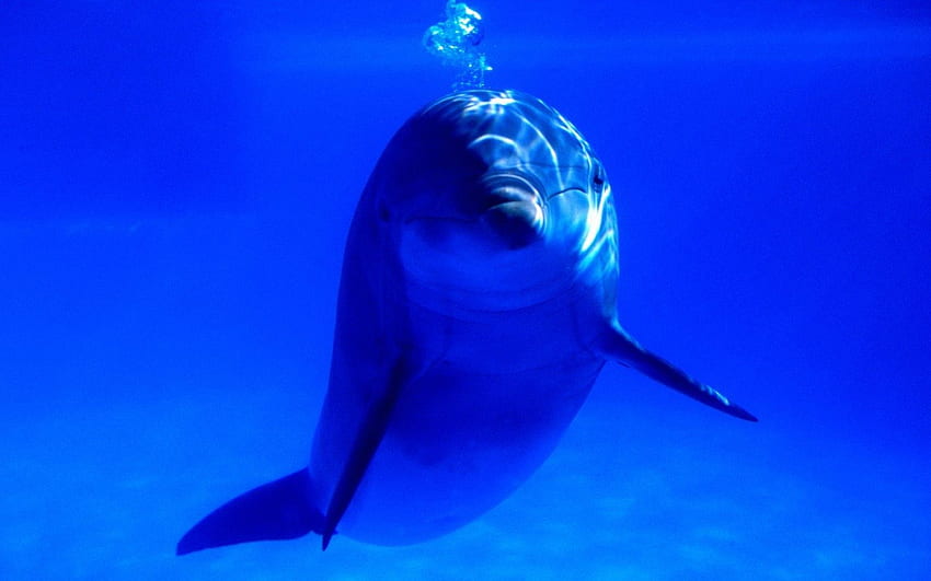 아름다운 돌고래, 파랑, 돌고래, 바다, 동물 HD 월페이퍼