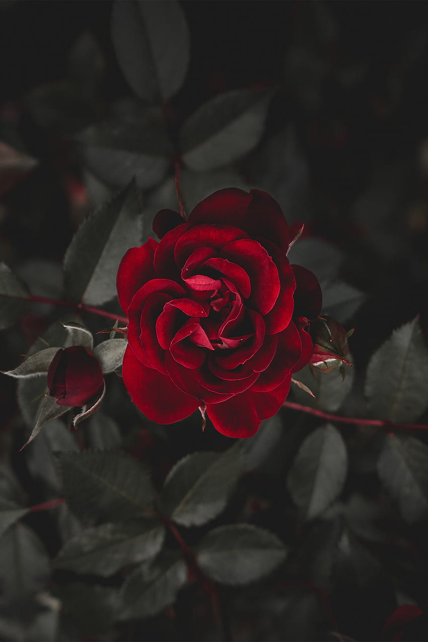 PARFUM ROSE TERBAIK UNTUK HARI VALENTINE. Mawar merah, Mawar merah tua, Mawar wallpaper ponsel HD