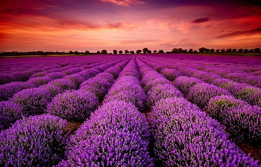 Lavender field Gallery HD wallpaper