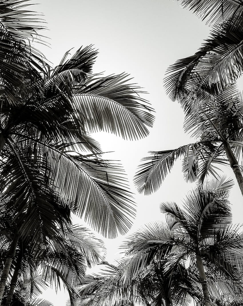 зелени палми под синьо небе през деня – Cape Tribulation qld, черно-бяла палма HD тапет за телефон