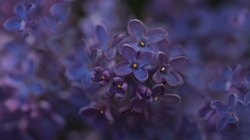 Lilac, biru, kulit, bunga, tekstur, musim semi Wallpaper HD