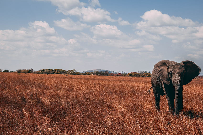 สัตว์ หญ้า เดินเล่น ช้าง งวง วอลล์เปเปอร์ HD