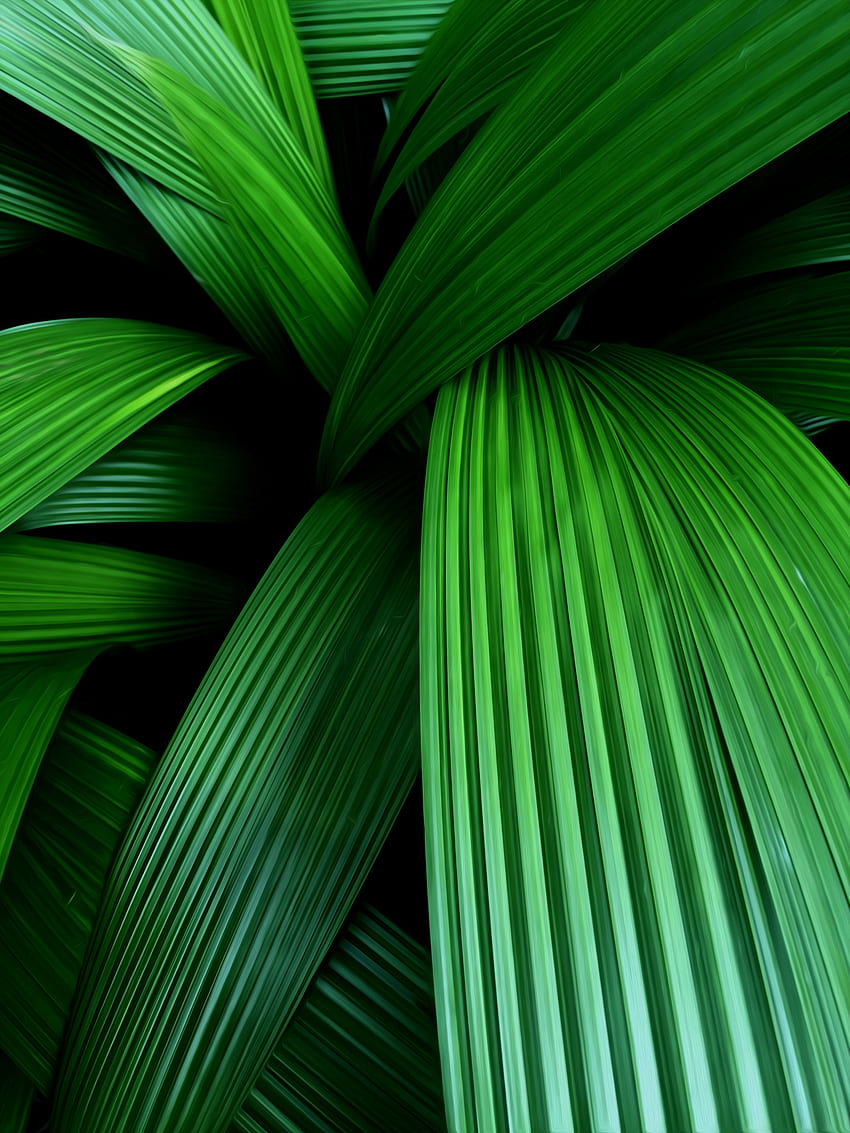 Leaves, Macro, Palm HD phone wallpaper | Pxfuel