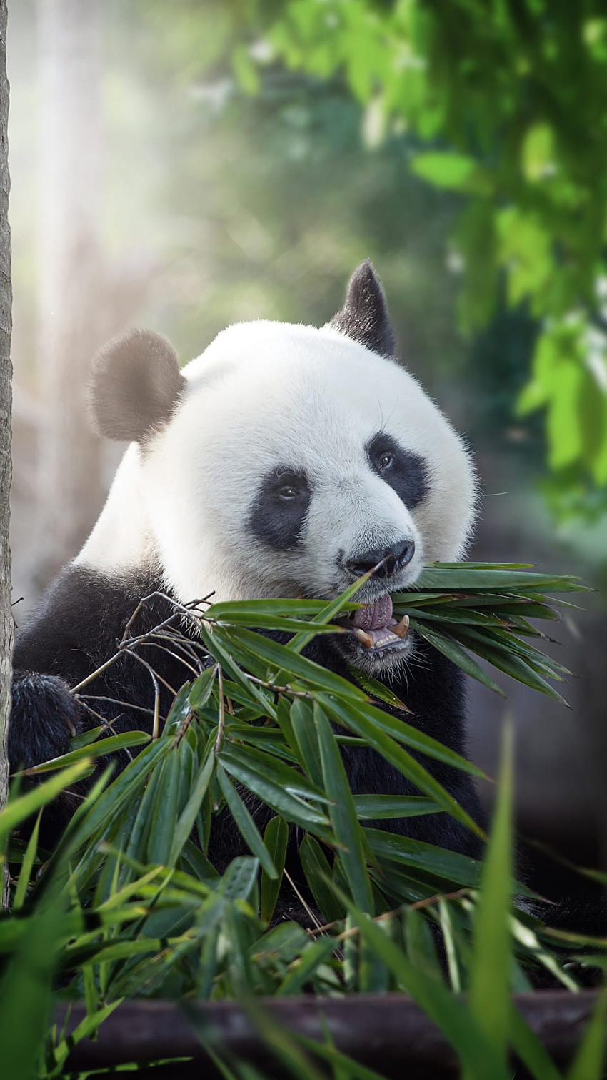 Giant Pandas HD phone wallpaper