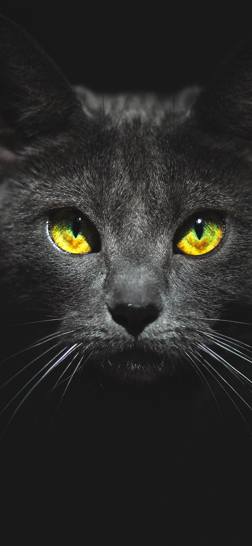 Черна котка, лице, жълти очи, тъмнина IPhone 11 Pro XS HD тапет за телефон