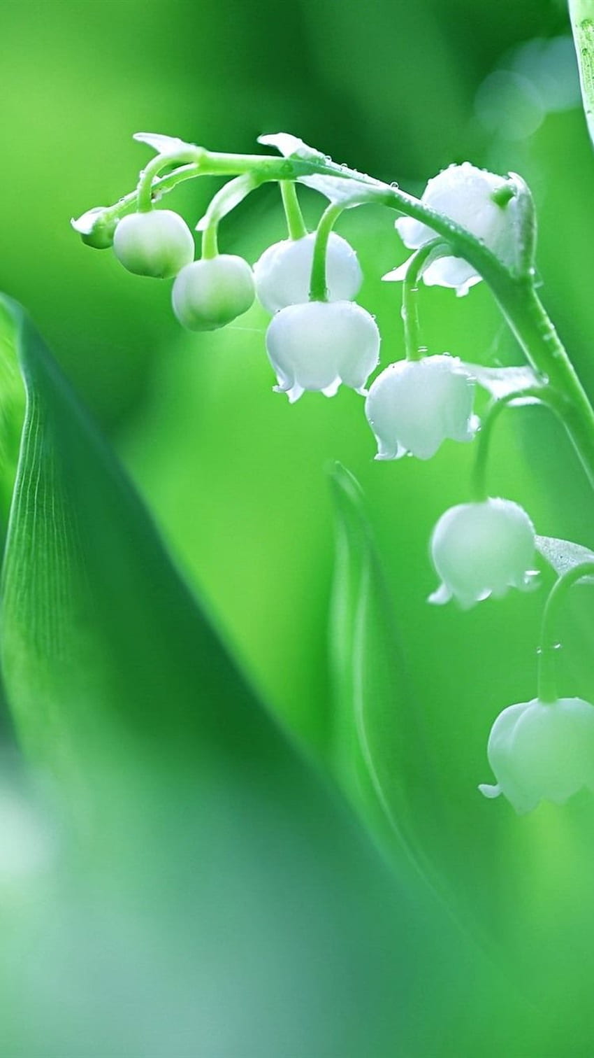 Lily Of The Valley, White Flowers, Hazy IPhone 8 7 6 6S , Background HD ...