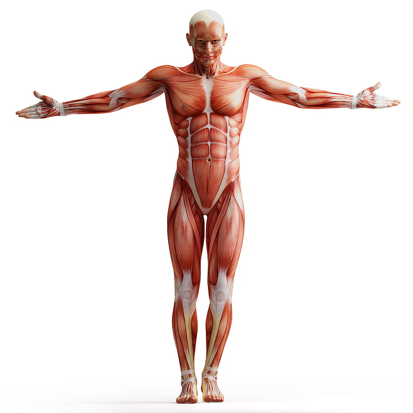 Homens Músculo Anatomia Humana Fundo Branco Papel de parede de celular HD