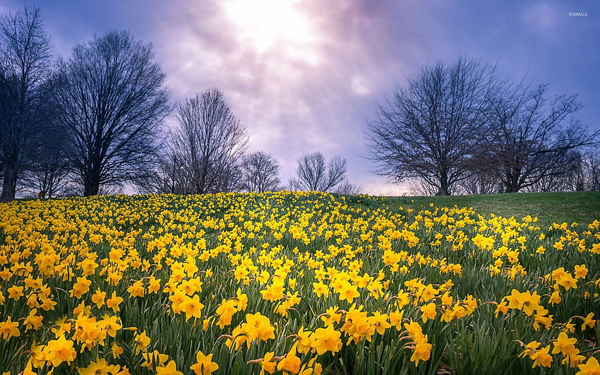 Daffodil field - Nature HD wallpaper