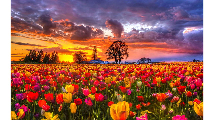: Pomarańczowe pole tulipanów - kwitnące, kwitnące, kwitnące - - Jooinn, pola tulipanów Tapeta HD