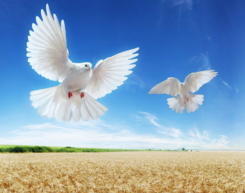 White doves, birds, dove, field, animals, sky HD wallpaper