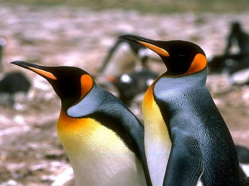 Pingwiny, zwierzęta Tapeta HD