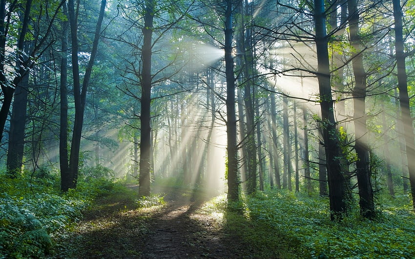 Summer morning, forest, trail, sun rays HD wallpaper