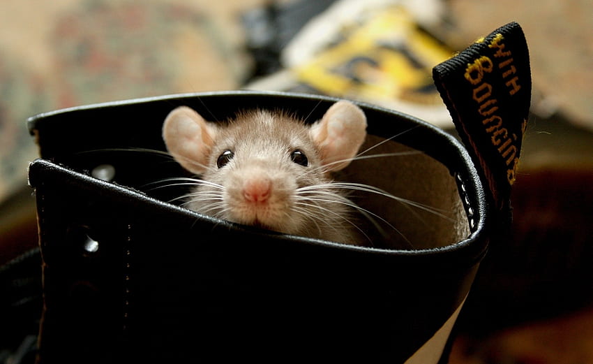 Animals, Ears, Rodent, Climb, Hamster, Rat HD wallpaper