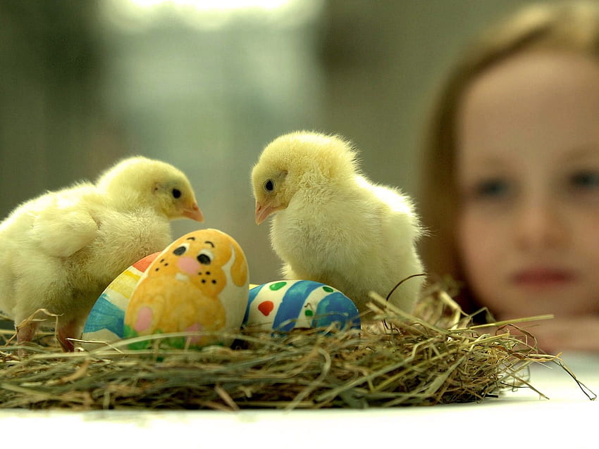 부활절 병아리 닭 둥지 아기 새 새 고품질, 고화질 HD 월페이퍼