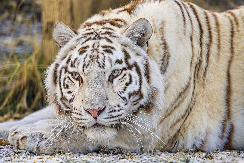 Biały tygrys, biały, łapa, zwierzę, tygrys Tapeta HD