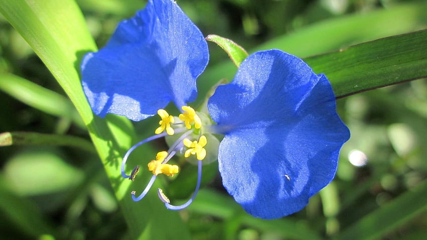 Dzikie niebieskie kwiaty, niebieski, zbliżenie, natura, kwiaty, dziki, makro Tapeta HD