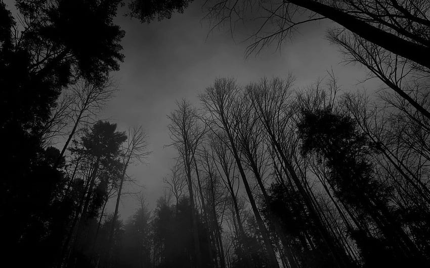 Dark Forest, Dark Forest Moon HD wallpaper