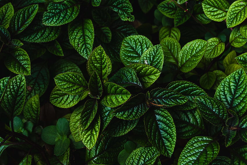 Natur, Blätter, Strauch, Pflanze, dunkel, geschnitzt HD-Hintergrundbild