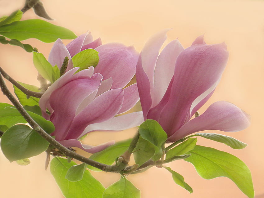 Magnolia, spring, flower, green, ppink HD wallpaper