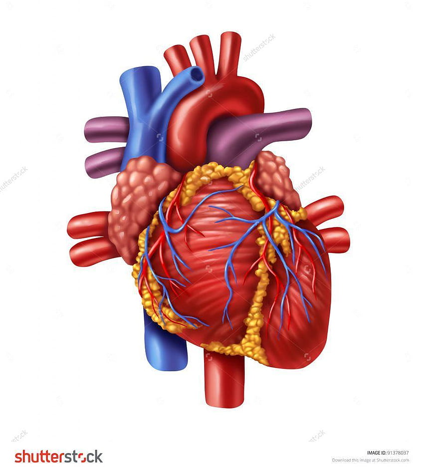 Heart Human Anatomy, Anatomical Heart HD phone wallpaper