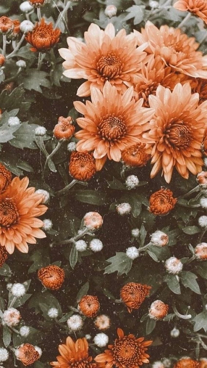 pretty orange flowers backgrounds