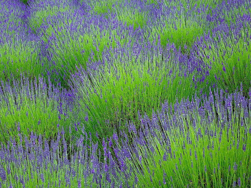 Lavender, Flowers, Greens, Field HD wallpaper