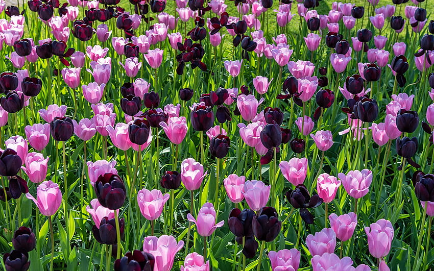 Tulips Wine color Pink color flower Many, Dark Tulip HD wallpaper