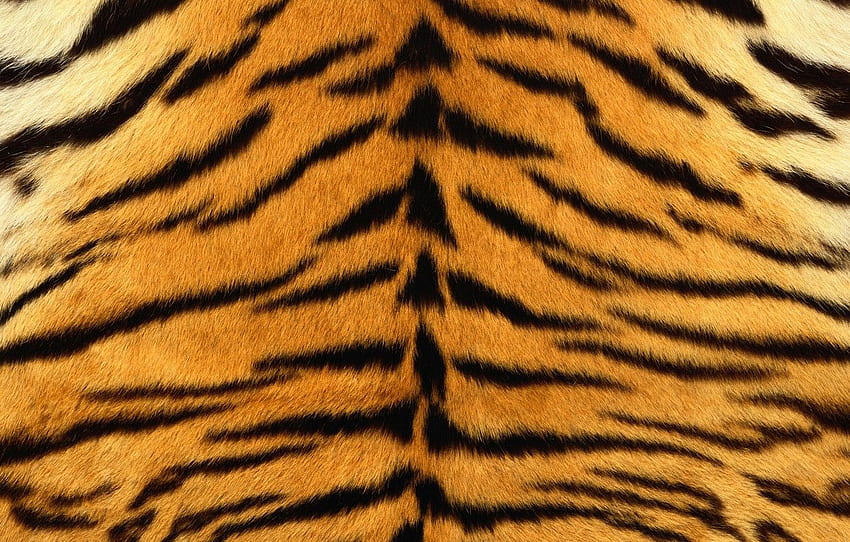 strips, tiger, skin, fur, striped for HD wallpaper