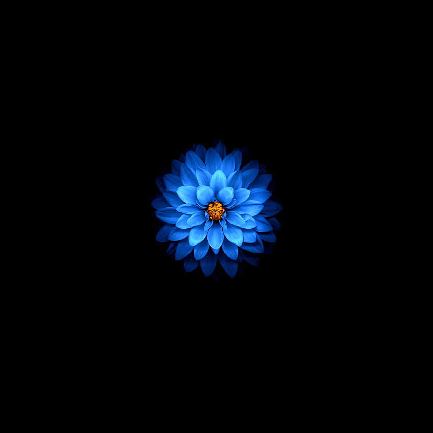 Blue flower, dark, amoled HD phone wallpaper