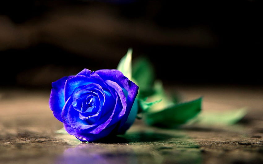 Blue Rose Background [] for your , Mobile & Tablet. Explore Blue Rose for .  Yellow Roses for , White Roses for HD wallpaper | Pxfuel