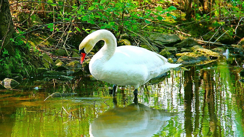 สัตว์ แม่น้ำ หญ้า สวยงาม หงส์ สโนไวท์ สโนไวท์ วอลล์เปเปอร์ HD