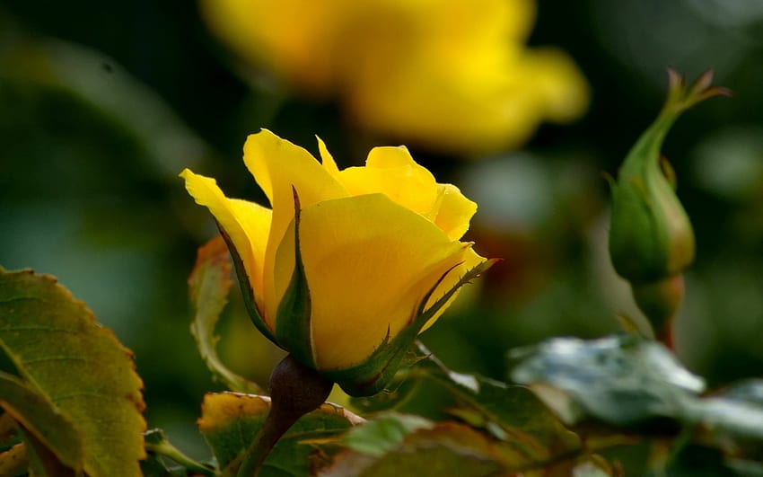 żółta róża, róża, ogród, kwiat, kolor żółty Tapeta HD