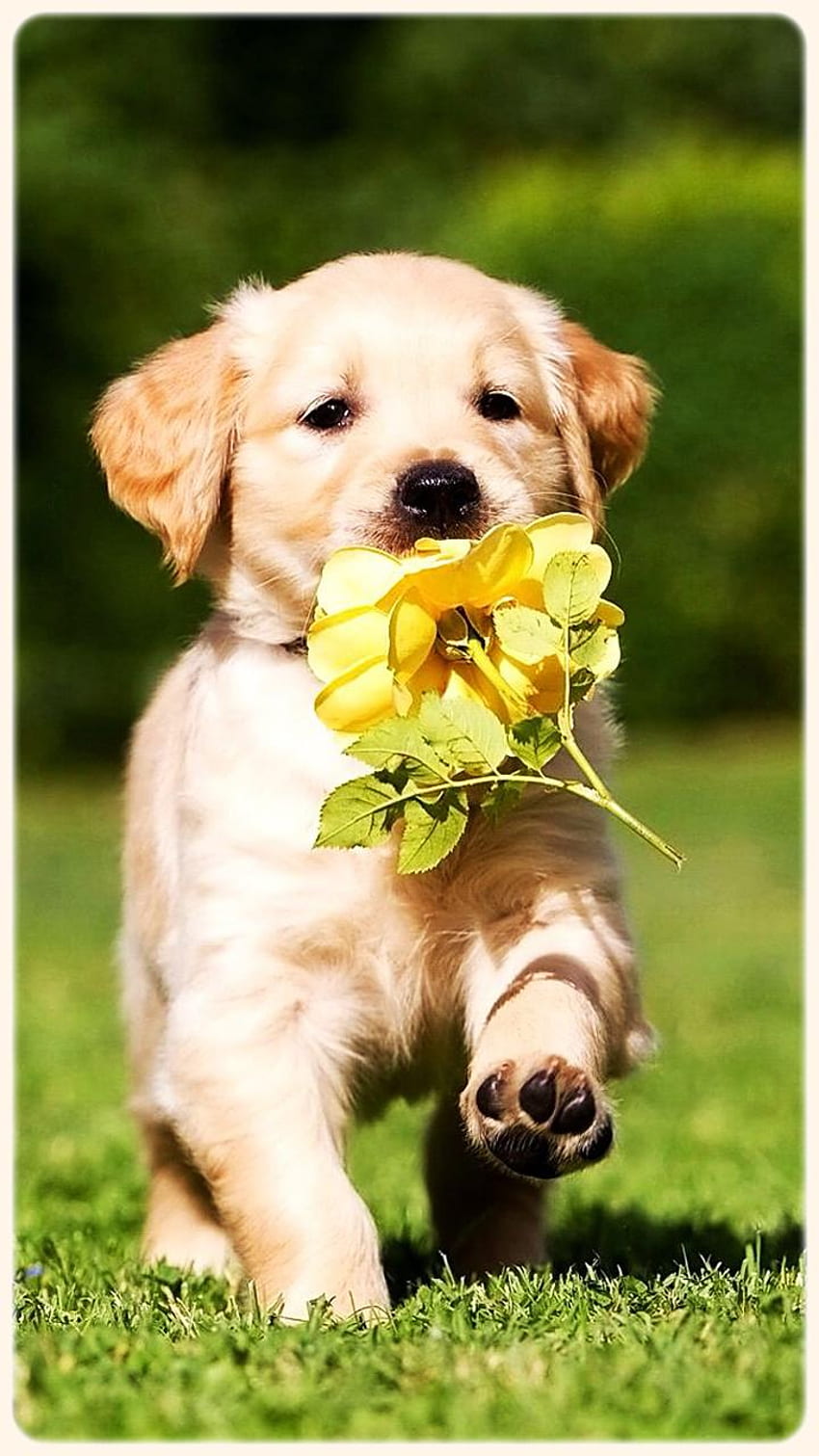 Golden Retriever Pets Dogs für Android, süßer Golden Retriever HD-Handy-Hintergrundbild