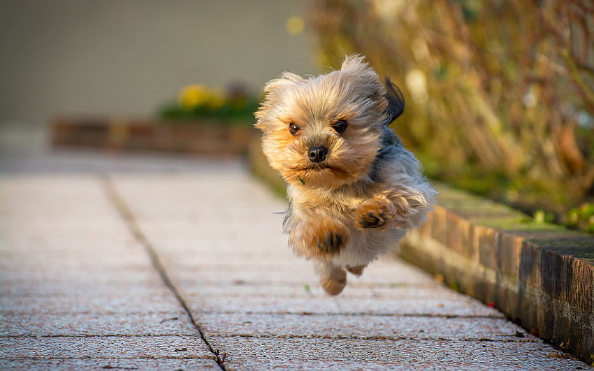 Yorkshire Terrier, running dog, cute dog, Christmas Yorkie HD wallpaper
